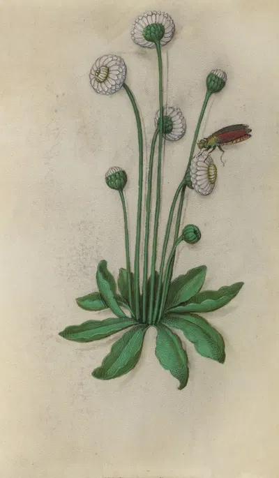 Cultivated Daisy (Bellis perennis) with a colourful fly by Master of Claude de France, 1510–1515 — digital art print download