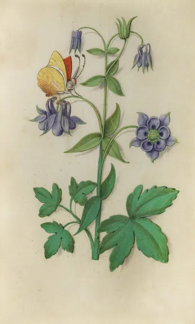 Columbine (Aquilegia vulgaris) with a brimstone butterfly by Master of Claude de France, 1510–1515 — digital art print…