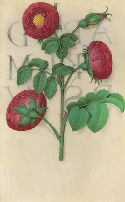 Apothecary Rose (Rosa gallica) by Master of Claude de France, 1510–1515 — digital art print download