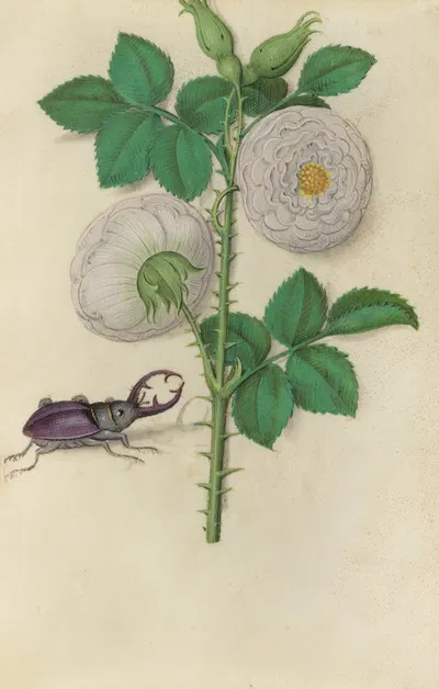 White Rose of York (Rosa alba) with a stag beetle by Master of Claude de France, 1510–1515 — digital art print download