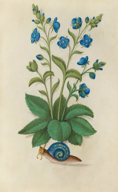 Speedwell (Veronica chamaedrys) with a grapevine snail in a blue shell by Master of Claude de France, 1510–1515 — digital…