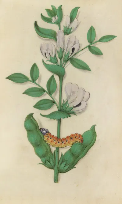 Fava Bean, fruits and flowers (Vicia faba) with a caterpillar by Master of Claude de France, 1510–1515 — digital art print…