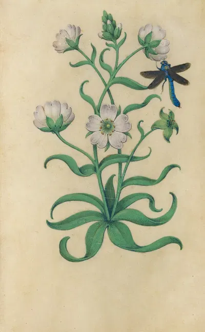 Snow-in-Summer (Cerastium tomentosum) with a dragonfly by Master of Claude de France, 1510–1515 — digital art print download