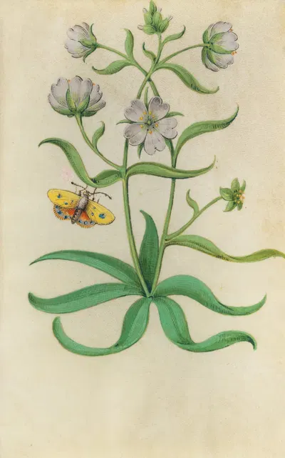 Snow in Summer (Cerastium tomentosum) with blue, orange and yellow butterfly by Master of Claude de France, 1510–1515 —…