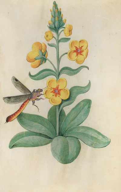 Dark Mullein (Verbascum nigrum) with a dragonfly by Master of Claude de France, 1510–1515 — digital art print download