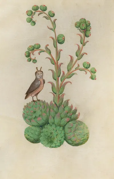 Hen and Chicks (Sempervivum tectorum) with an eared owl by Master of Claude de France, 1510–1515 — digital art print download