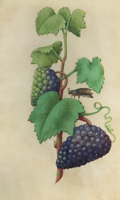Grapevine (Vitis vinifera) with a fly by Master of Claude de France, 1510–1515 — digital art print download