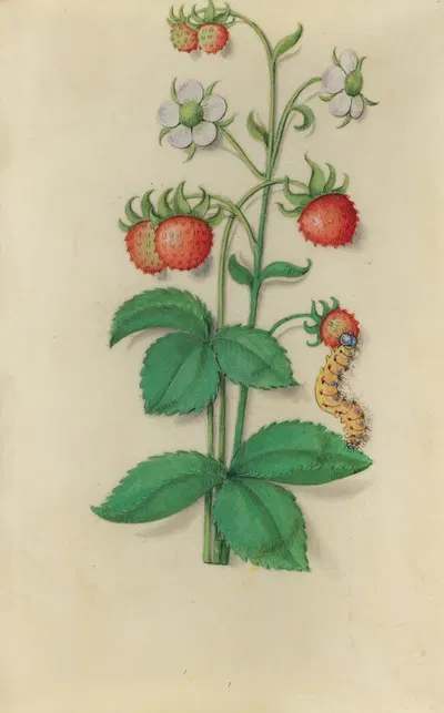 Wild Strawberry (Fragaria vesca) with a caterpillar by Master of Claude de France, 1510–1515 — digital art print download