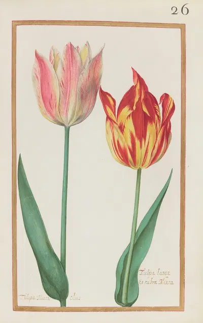 Tulipa mixta olias ; tulipa lutea et rubra mixta by Daniel Rabel, 1624 — digital art print download