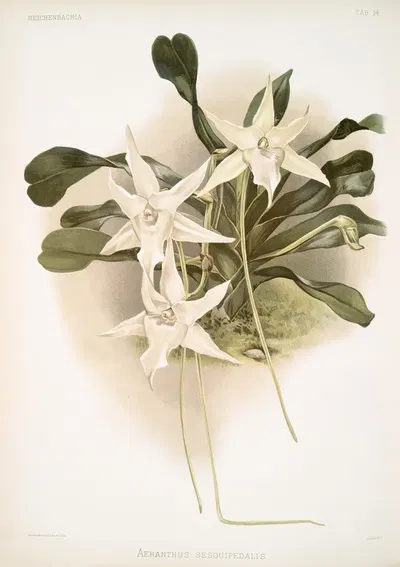 Aeranthus sesquipedalis. by Frederick Sander, 1888-1894 — digital art print download
