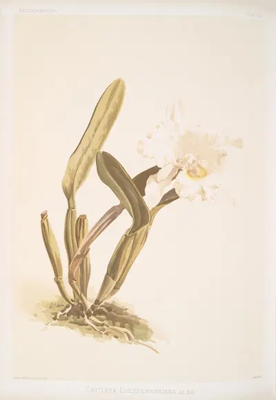 Cattleya lueddemanniana alba. by Frederick Sander, 1888-1894 — digital art print download