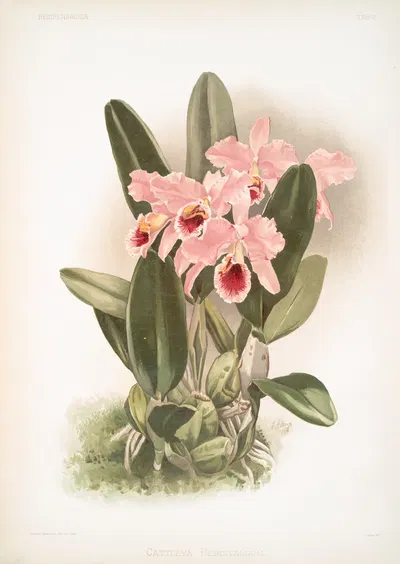 Cattleya Percivaliana. by Frederick Sander, 1888-1894 — digital art print download