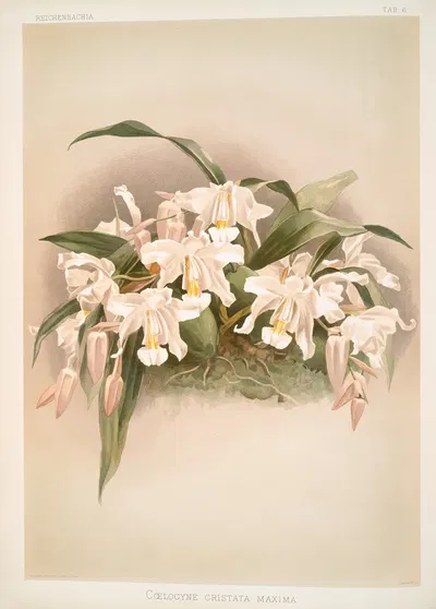 Coelogyne cristata maxima. by Frederick Sander, 1888-1894 — digital art print download
