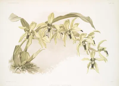 Coelogyne pandurata. by Frederick Sander, 1888-1894 — digital art print download