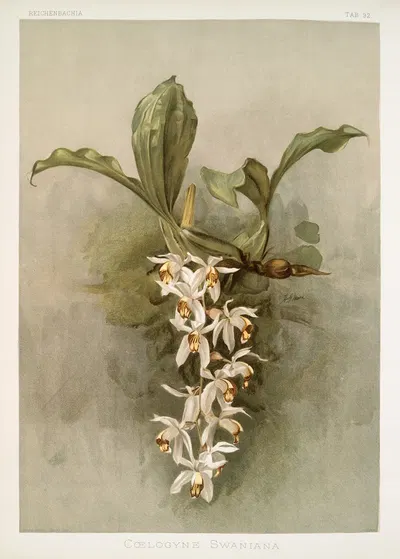 Coelogyne swaniana. by Frederick Sander, 1888-1894 — digital art print download