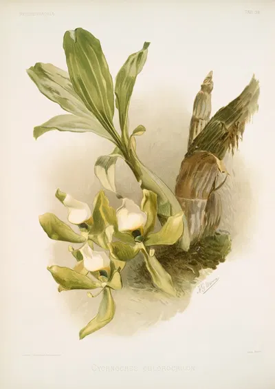 Cychnoches chlorochilon. by Frederick Sander, 1888-1894 — digital art print download