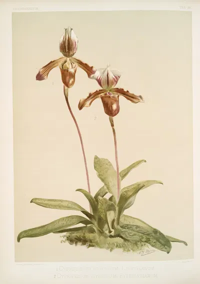 Cypripedium (hybridum) laucheanum; cypripedium (hybridum) eyermanianum. by Frederick Sander, 1888-1894 — digital art print…