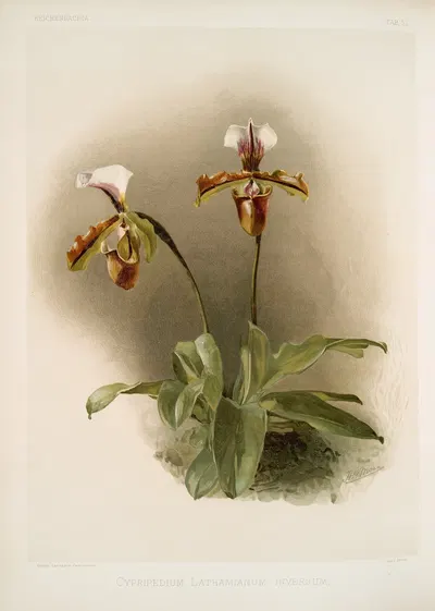 Cypripedium lathamianum inversum. by Frederick Sander, 1888-1894 — digital art print download