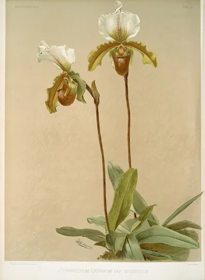 Cypripedium leeanum var giganteum. by Frederick Sander, 1888-1894 — digital art print download