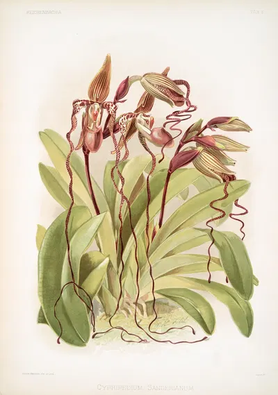 Cypripedium sanderianum. by Frederick Sander, 1888-1894 — digital art print download