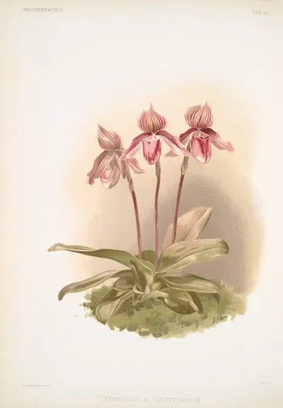 Cypripedium tautzianum by Frederick Sander, 1888-1894 — digital art print download