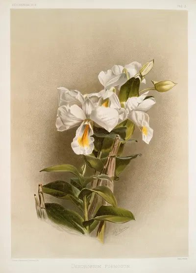 Dendrobium formosum. by Frederick Sander, 1888-1894 — digital art print download