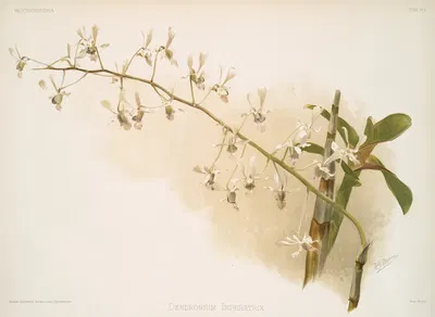 Dendrobium imperatrix. by Frederick Sander, 1888-1894 — digital art print download