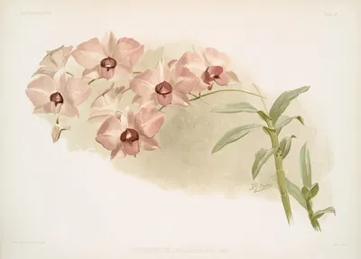 Dendrobium phalænopsis var. by Frederick Sander, 1888-1894 — digital art print download