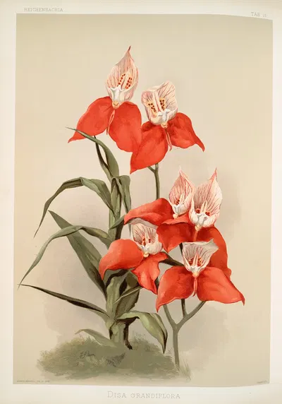 Disa grandiflora. by Frederick Sander, 1888-1894 — digital art print download