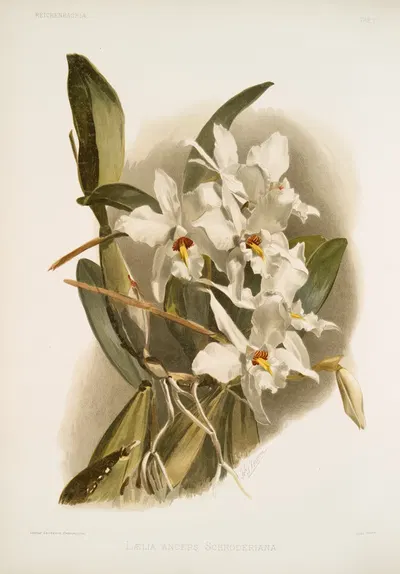 Lælia anceps schröderiana. by Frederick Sander, 1888-1894 — digital art print download