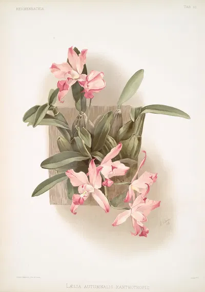 Laelia autumnalis xanthotropis. by Frederick Sander, 1888-1894 — digital art print download