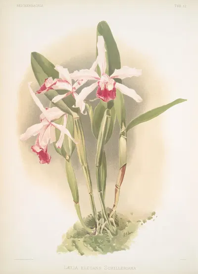 Lælia elegans schilleriana. by Frederick Sander, 1888-1894 — digital art print download