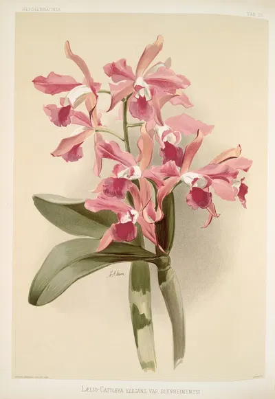 Lælio-cattleya elegans var blenheimensis. by Frederick Sander, 1888-1894 — digital art print download