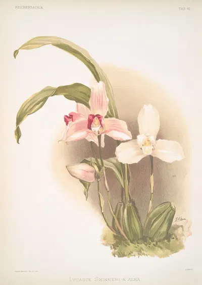 Lycaste skinneri & alba. by Frederick Sander, 1888-1894 — digital art print download