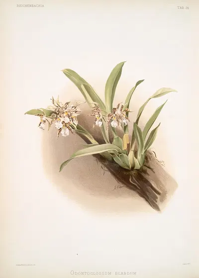 Odontoglossum blandum. by Frederick Sander, 1888-1894 — digital art print download
