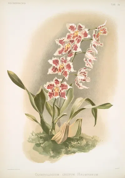 Odontoglossum crispum Hrubyanum. by Frederick Sander, 1888-1894 — digital art print download