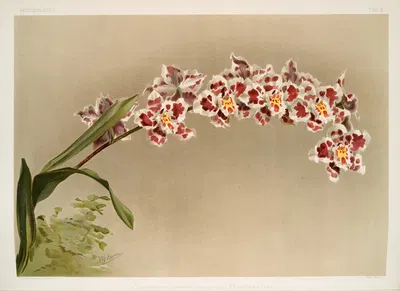 Odontoglossum crispum mundyanum. by Frederick Sander, 1888-1894 — digital art print download