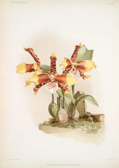 Odontoglossum grande. by Frederick Sander, 1888-1894 — digital art print download