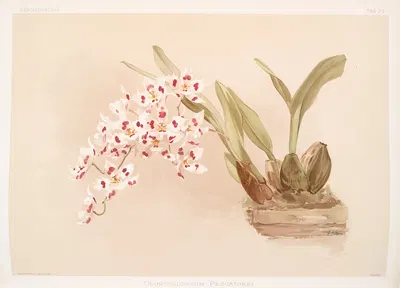 Odontoglossum pescatorei. by Frederick Sander, 1888-1894 — digital art print download