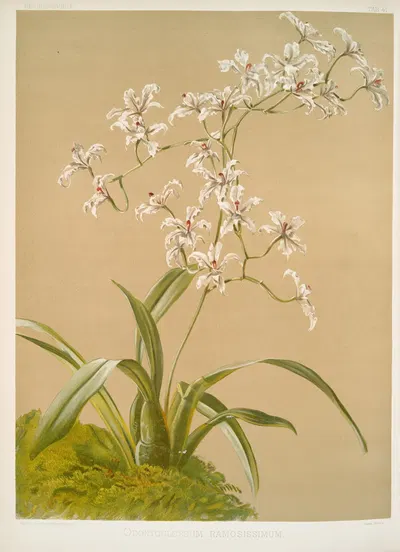 Odontoglossum ramosissimum. by Frederick Sander, 1888-1894 — digital art print download