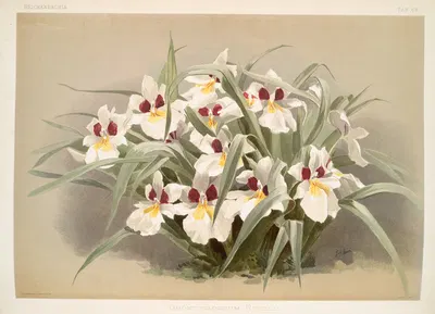 Odontoglossum roezlii. by Frederick Sander, 1888-1894 — digital art print download