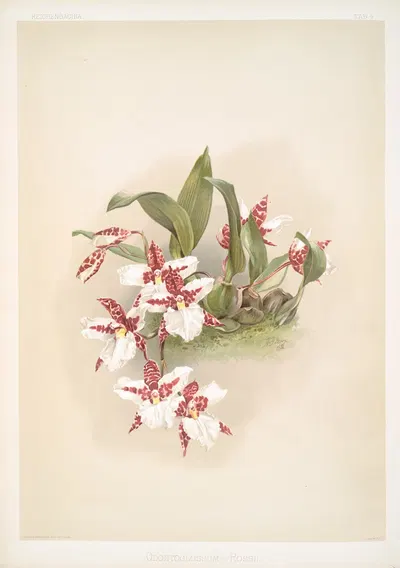 Odontoglossum rossii. by Frederick Sander, 1888-1894 — digital art print download