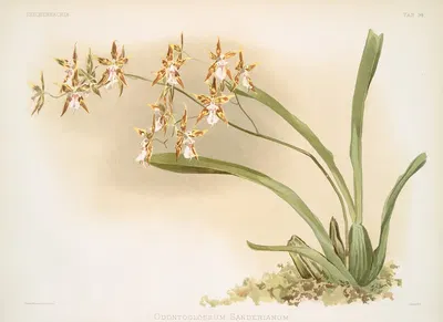 Odontoglossum sanderianum. by Frederick Sander, 1888-1894 — digital art print download