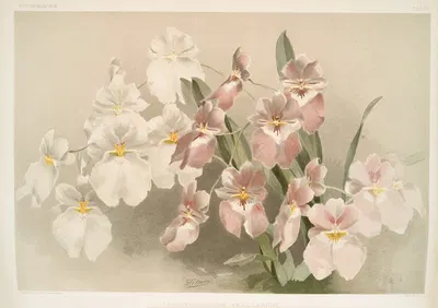 Odontoglossum vexillarium. by Frederick Sander, 1888-1894 — digital art print download