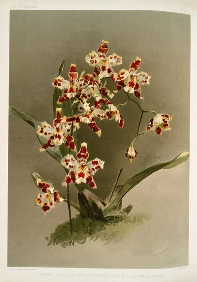 Odontoglossum wilckeanum var rothschildianum. by Frederick Sander, 1888-1894 — digital art print download