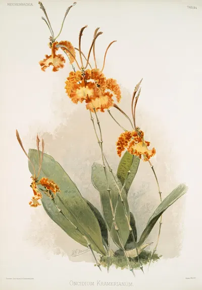 Oncidium kramerianum. by Frederick Sander, 1888-1894 — digital art print download