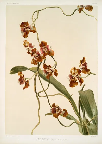 Oncidium superbiens. by Frederick Sander, 1888-1894 — digital art print download