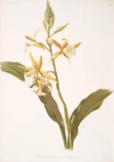 Phaius blumei var assamicus. by Frederick Sander, 1888-1894 — digital art print download