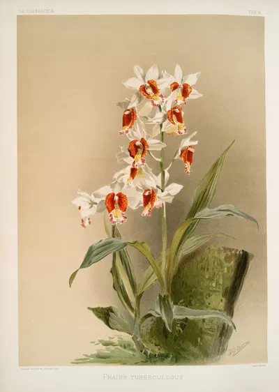 Phaius tuberculosus. by Frederick Sander, 1888-1894 — digital art print download