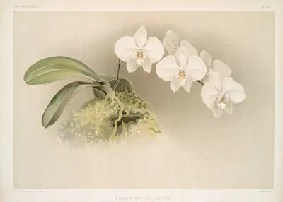 Phalænopsis casta. by Frederick Sander, 1888-1894 — digital art print download
